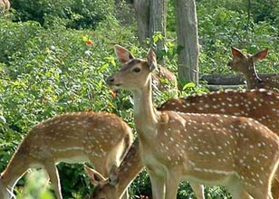 Hyderabad-Shrishailam 4Nights/5 Days Tour Image