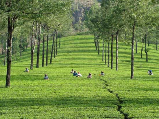 Green Paradise of Kerala Tour Image