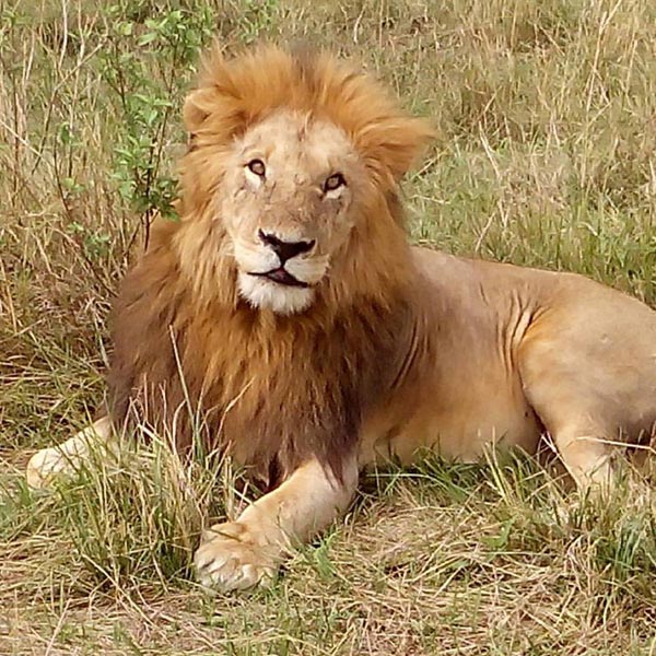 4 Days Masai Mara Lake Nakuru National Park Safari Tour