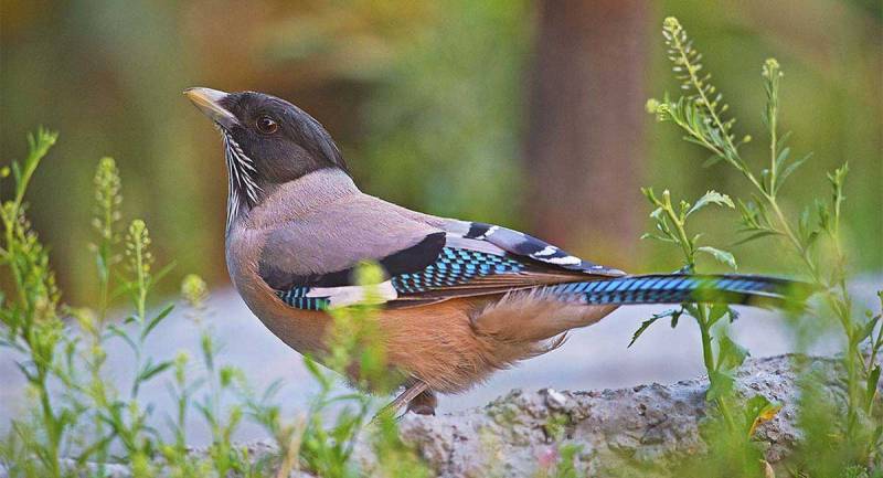 Birding Tour For Corbett And Uttarakhand