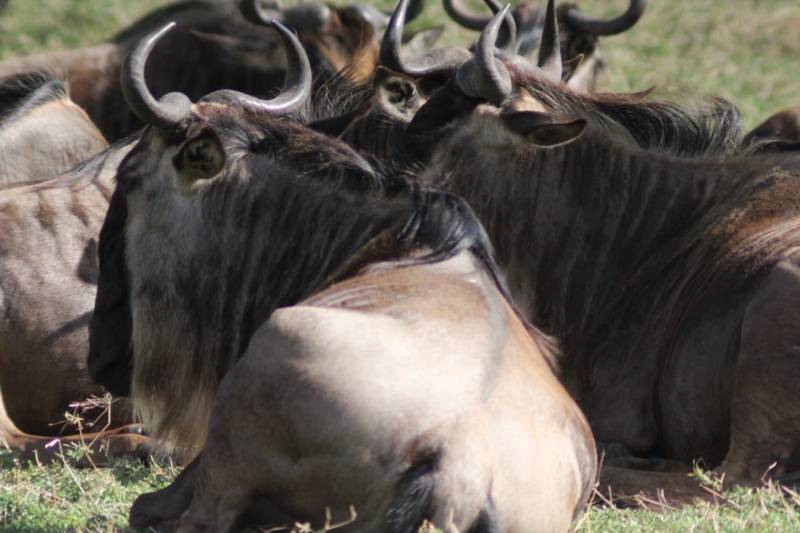 9 Nights 10 Days Safari, Wildlife Experience And Adventure Tour