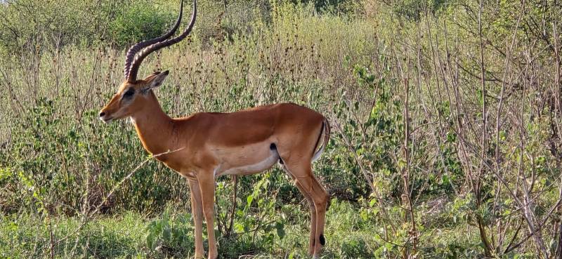 5 Days Masai Mara Game Reserve & Amboseli National Park Safari