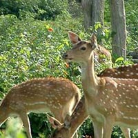 Hyderabad-Shrishaila.. - Hyderabad Image