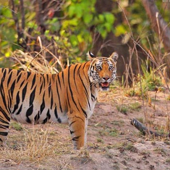 Tiger Tour With Mumbai