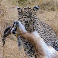 3 days masai mara safari