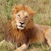 4 Days Masai Mara Lake Nakuru National Park Safari Tour