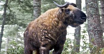 20 Days Land Package Country Tour Bhutan Ex: India