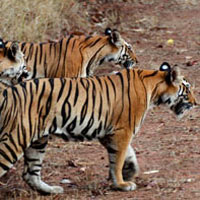 M.P Tour Package (HCA-130)