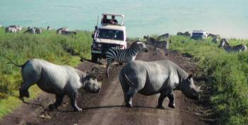 3 Days 2 Night Tanzania Safari Package