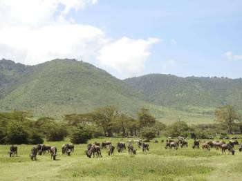 3 Days 2 Night Tanzania Safari Package Ex - Moshi