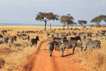 7 Days Tanzania Safari - Tarangire - Serengeti - Ngorongoro Tour