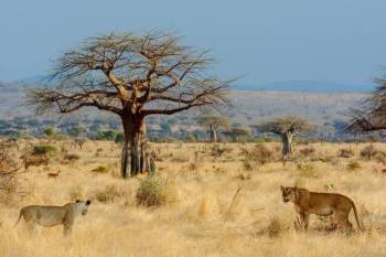 7 Days Mikumi And Ruaha National Parks Tour